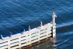 Florida Brown Pelicans perched on bridge fender